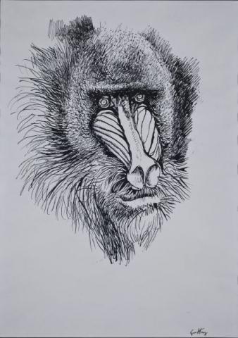 Renato Guttuso. Ritratto di scimmia